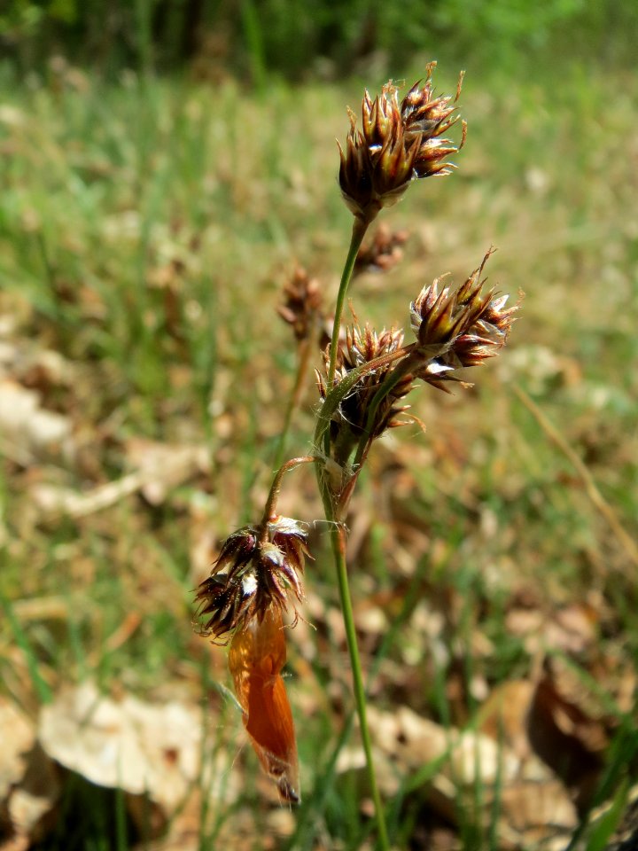 20150424Luzula_campestris2