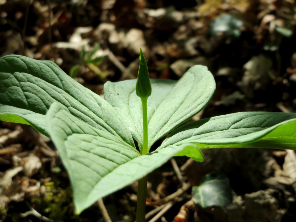 20150421Paris_quadrifolia05