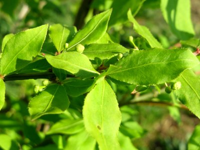 20150423Euonymus_alatus5