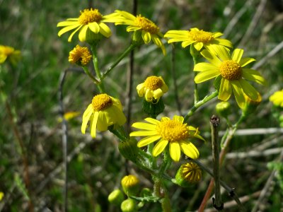 20150422Senecio_vernalis1