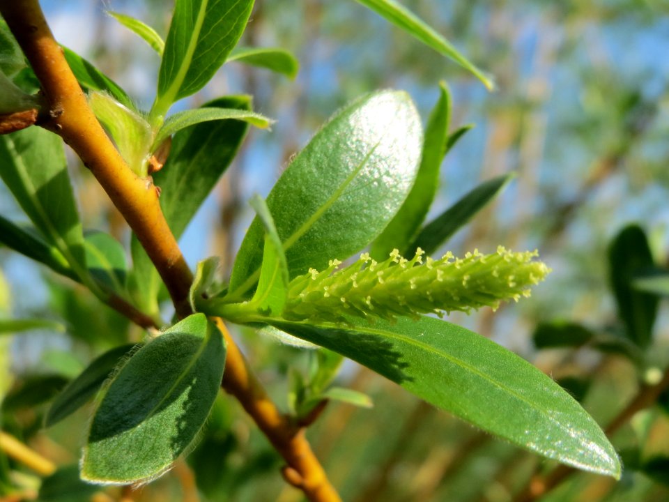20150423Salix_alba2