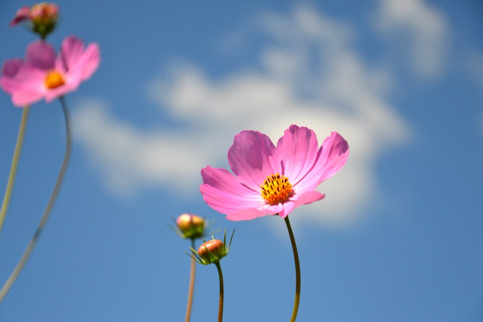 Cosmos summer summer flowers