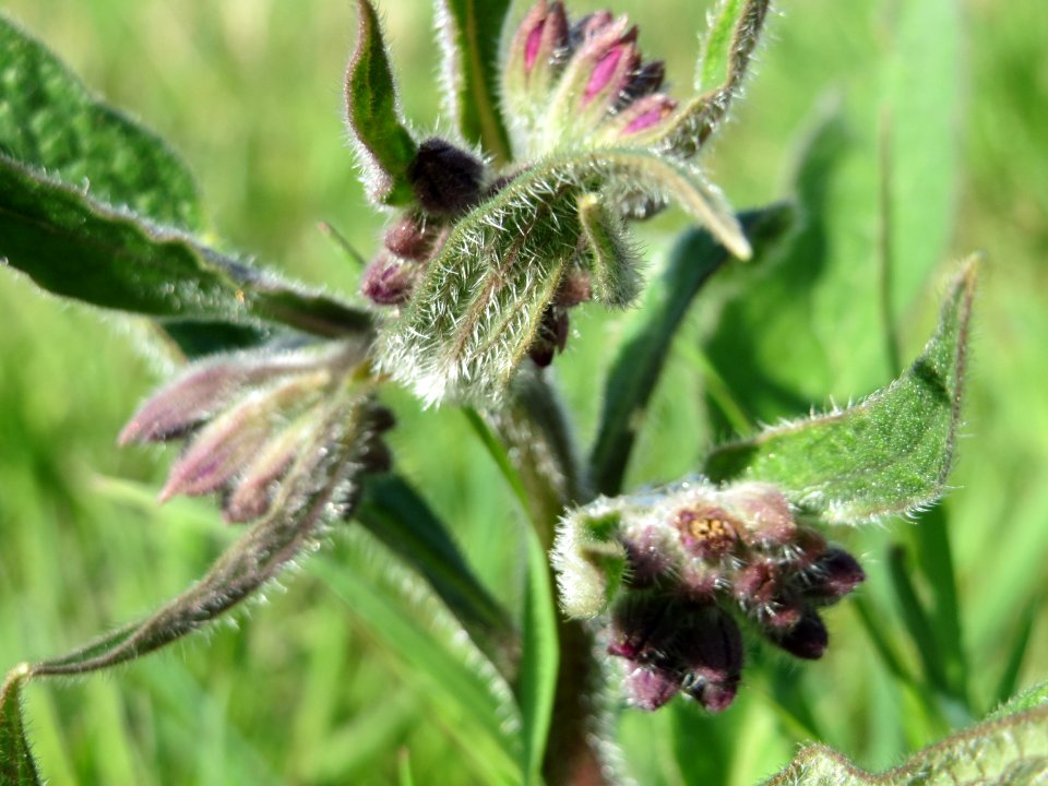 20150422Symphytum_officinale1