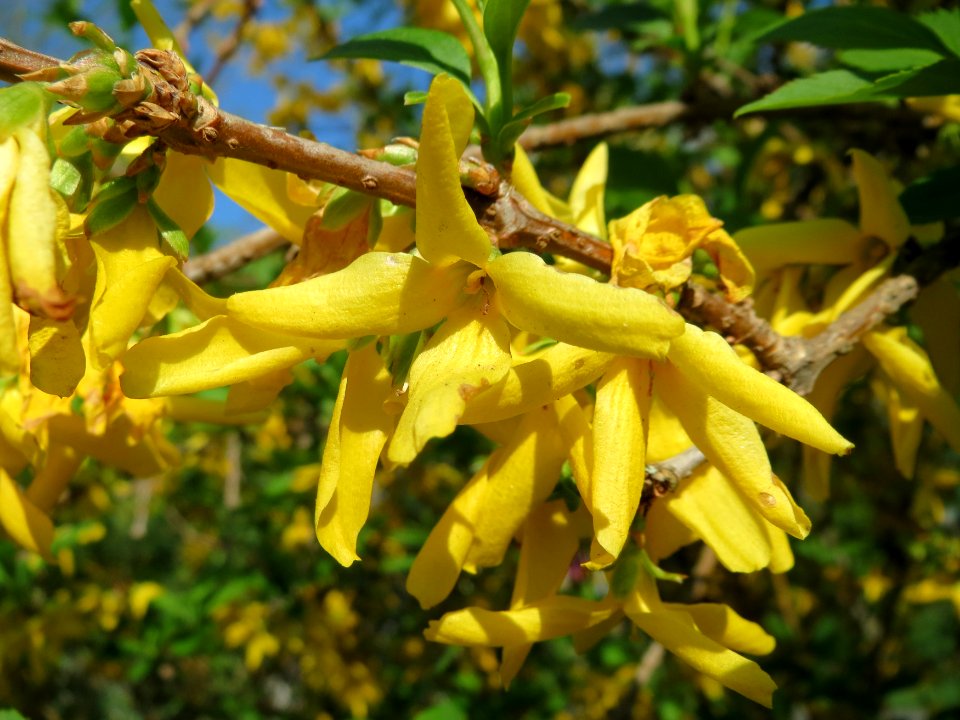 20150424Forsythia_x_intermedia2