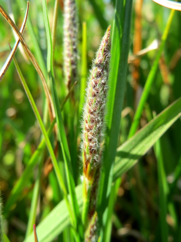 20150422Carex_hirta4