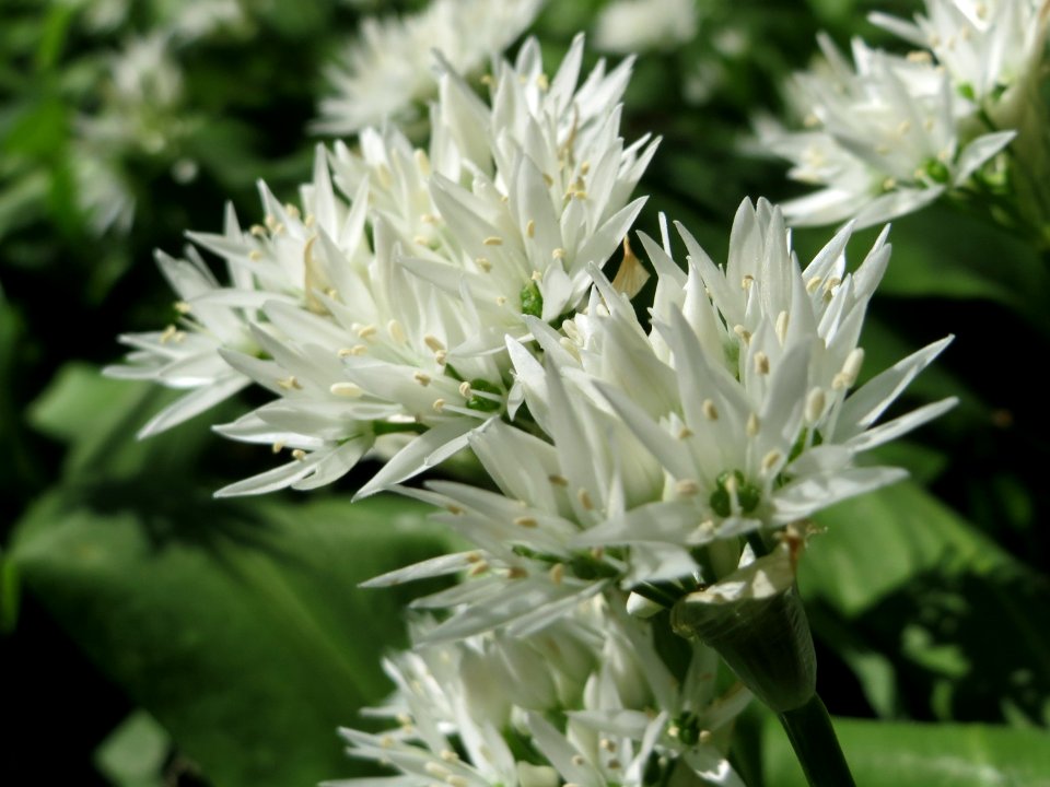 20150424Allium_ursinum2