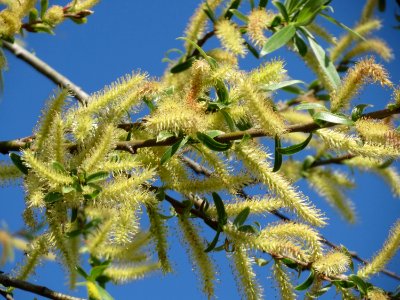 20150421Salix_alba1