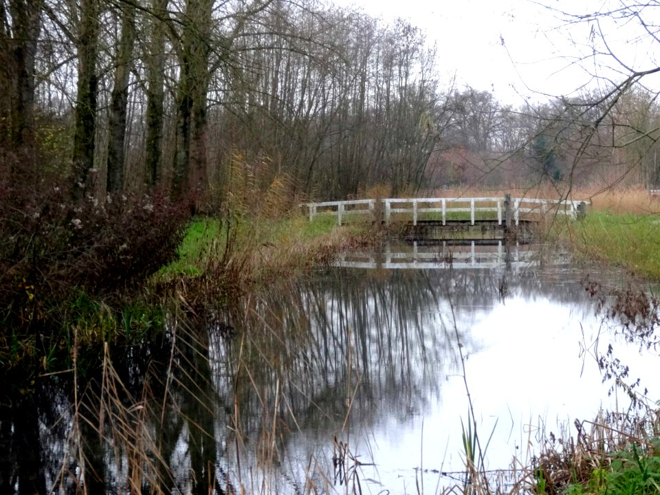 20151217_Spoolderbos_Zwolle