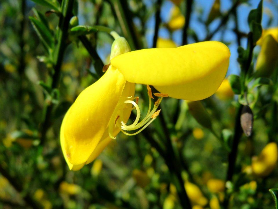 20150424Cytisus_scoparius1