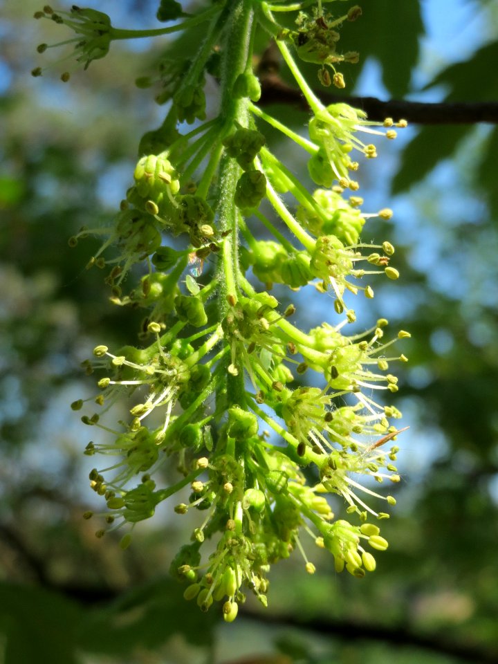 20150424Acer_pseudoplatanus2