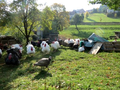 20151013Schalkenmehren3
