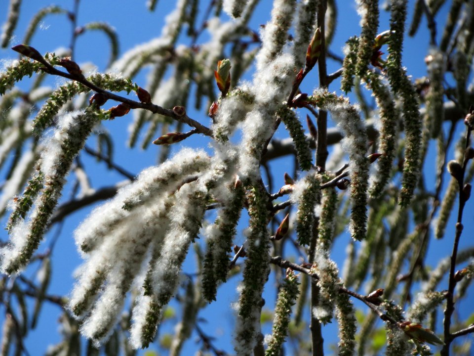 20150421Populus_tremula3