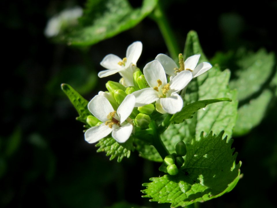 20150424Alliaria_petiolata2