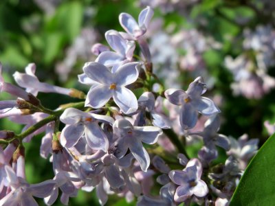 20150422Syringa_vulgaris5