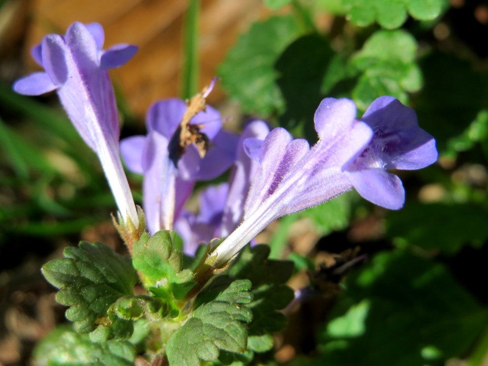 20150421Glechoma_hederacea3