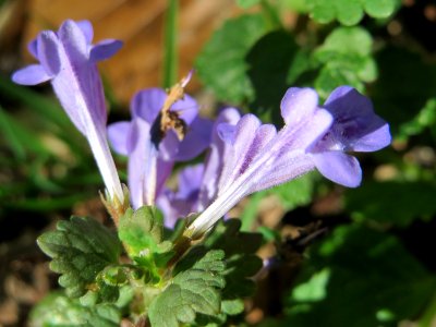 20150421Glechoma_hederacea3