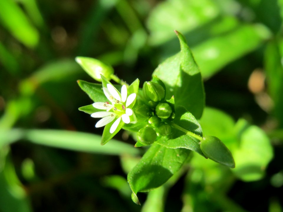 20150422Cerastium_fontanum3