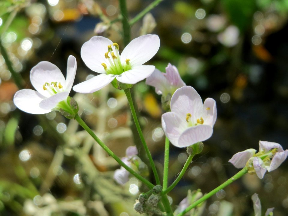 20150421Cardamine_pratensis2