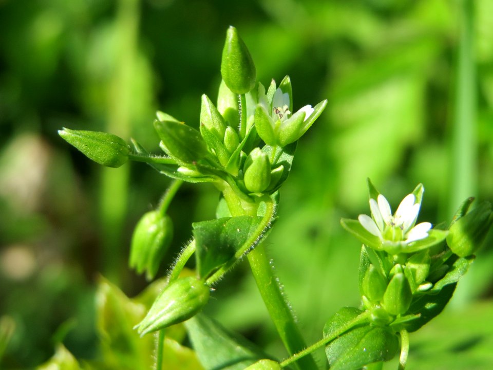 20150422Cerastium_fontanum2