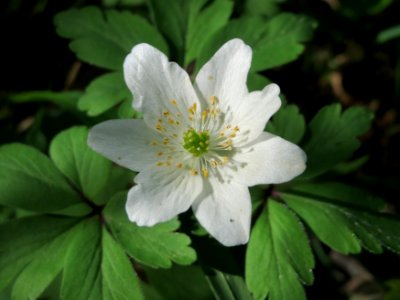 20150421Anemone_nemorosa7