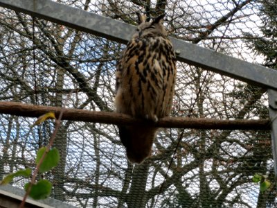 20151118Wildpark_Saarbruecken01