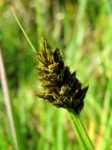 20150422Carex_cuprina08