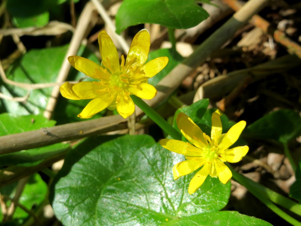 20150421Ficaria_verna