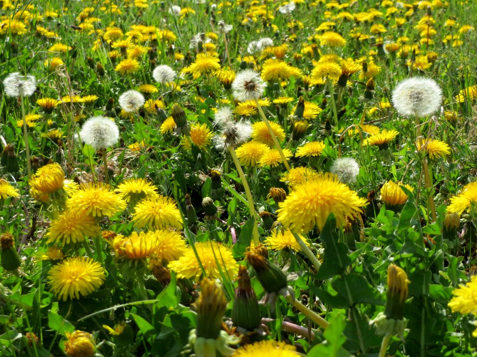 20150423Taraxacum_sect_Ruderalia2