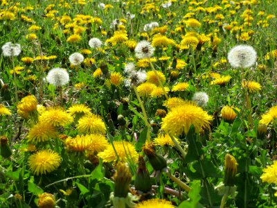 20150423Taraxacum_sect_Ruderalia2