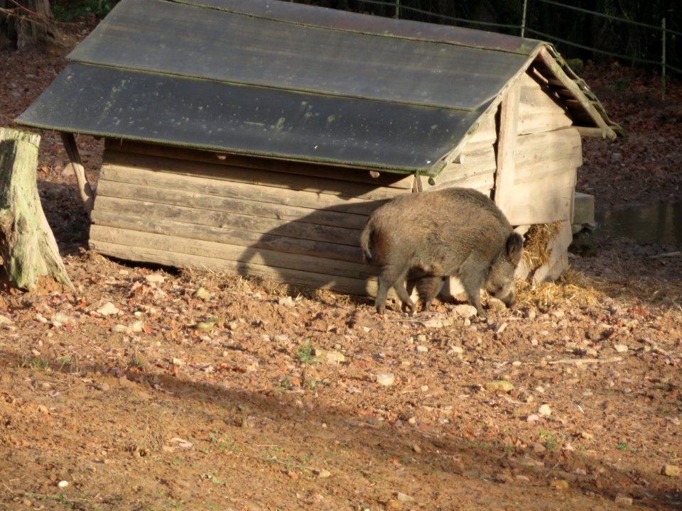 20151118Sus_scrofa3