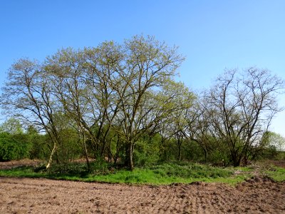 20150422Robinia_pseudoacacia1
