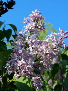 20150423Syringa_vulgaris4