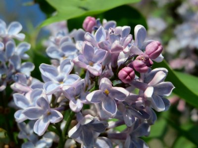 20150422Syringa_vulgaris3