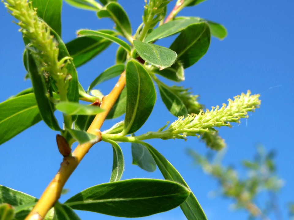 20150423Salix_alba5