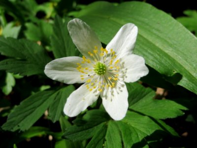 20150421Anemone_nemorosa4