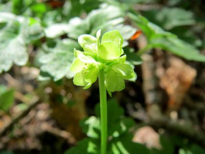 20150424Adoxa_moschatellina4