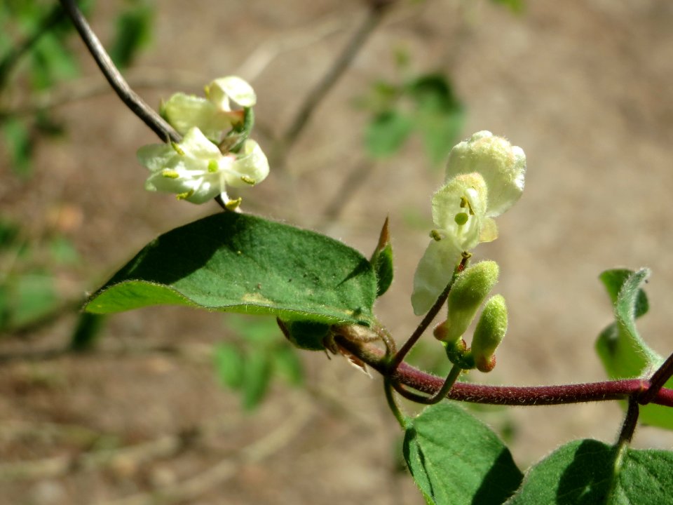 20150424Lonicera_xylosteum4