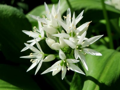 20150424Allium_ursinum3