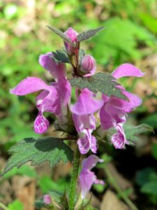 20150424Lamium_maculatum1