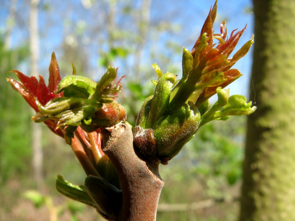 20150424Ailanthus_altissima6