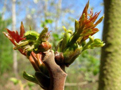 20150424Ailanthus_altissima6