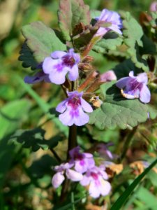 20150424Glechoma_hederacea2