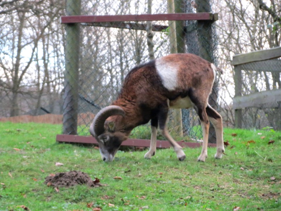 20151118Ovis_orientalis_musimon3