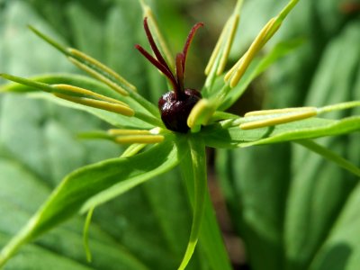 20150421Paris_quadrifolia19