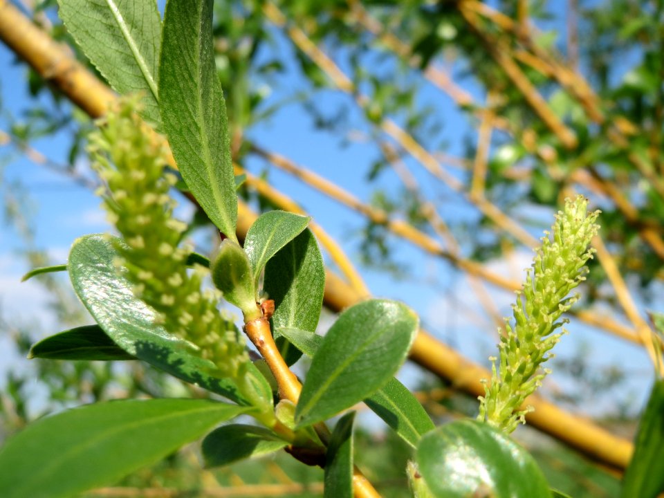 20150423Salix_alba4