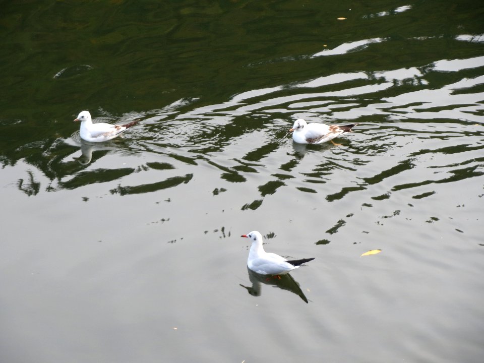 20151012Chroicocephalus_ridibundus