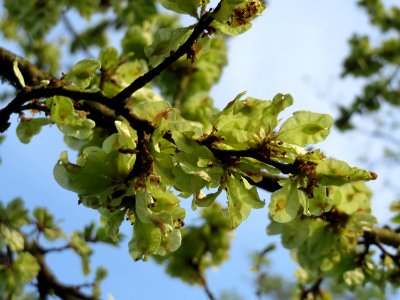 20150426Ulmus_minor2
