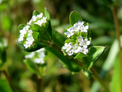 20150423Valerianella_locusta2