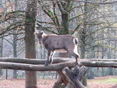 20151118Wildpark_Saarbruecken04