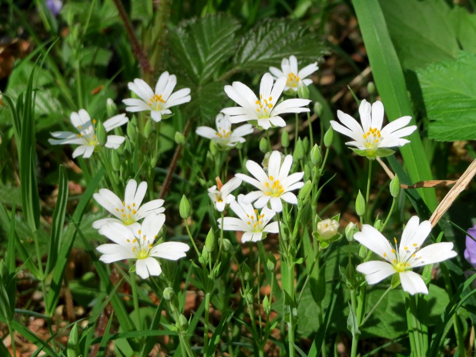 20150424Stellaria_holostea1